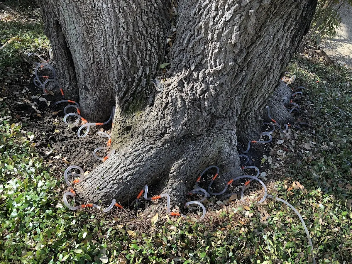 Detailed Tree Cabling and Bracing job site in Narragansett