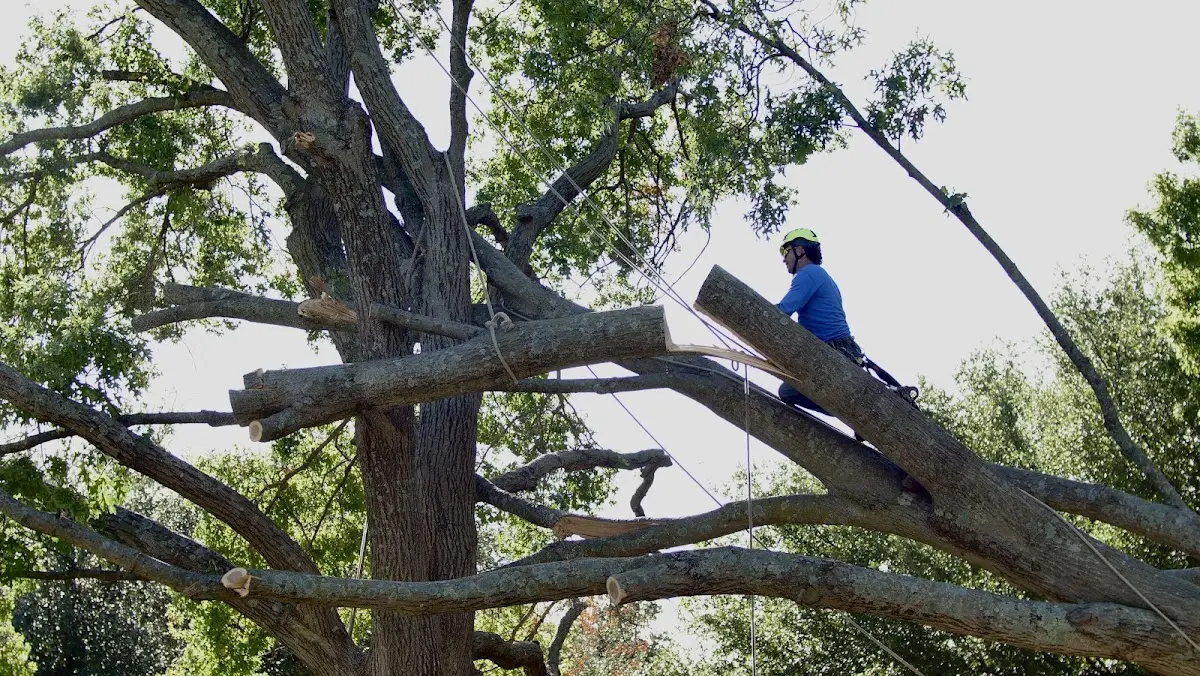 Professional Crown Thinning performed by certified arborists in Narragansett