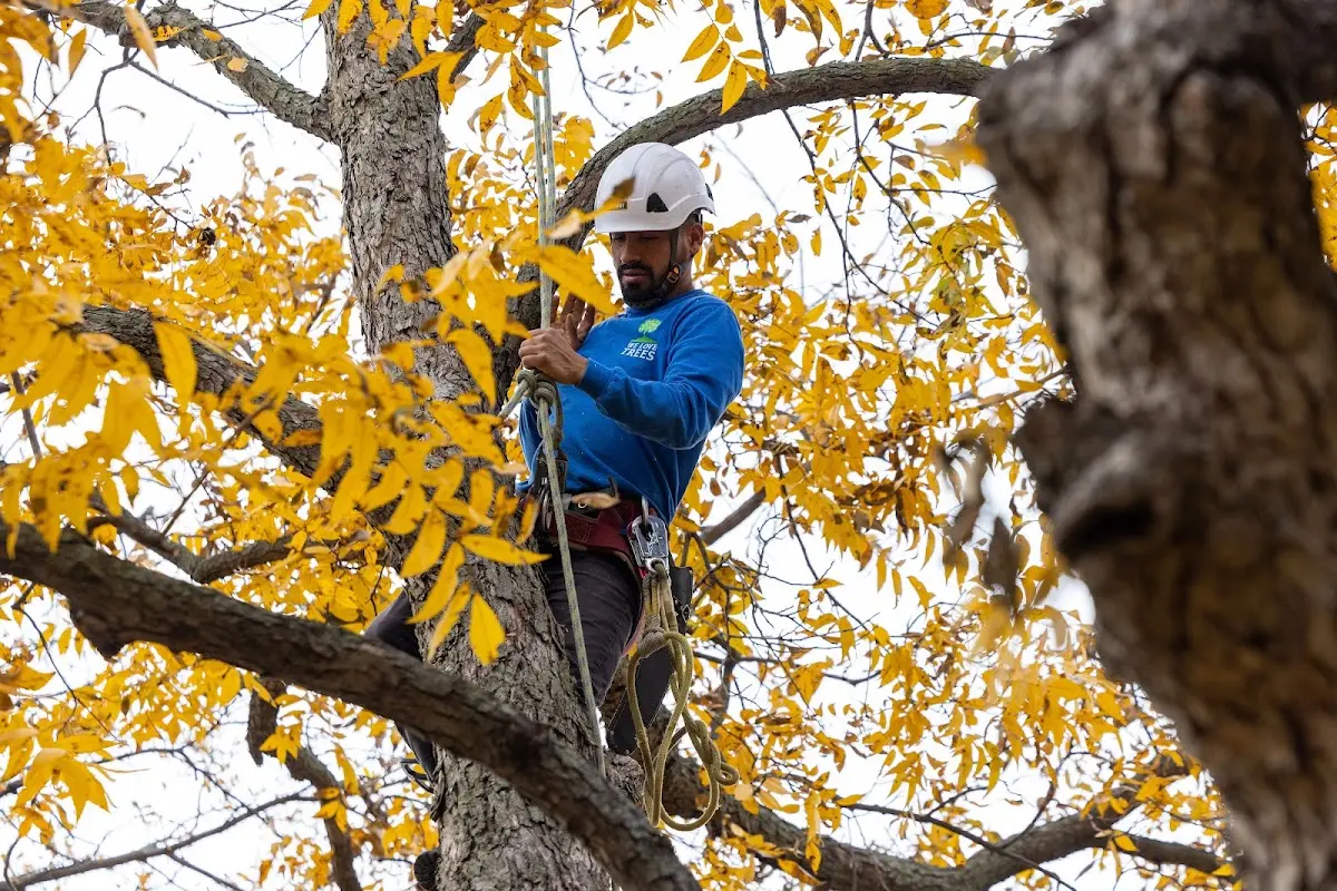 Skilled Tree Pruning crew working in Narragansett